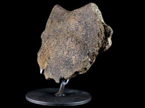 5.4" Fossil Turtle Shell Section Lance Creek FM Wyoming Cretaceous Age Metal Stand - Fossil Age Minerals