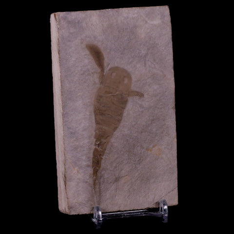 3.6" Eurypterus Sea Scorpion Fossil Upper Silurian 420 Mil Yrs Old New York Stand - Fossil Age Minerals