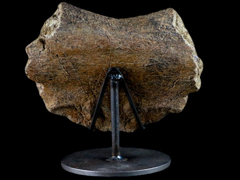 5.4" Fossil Turtle Shell Section Lance Creek FM Wyoming Cretaceous Age Metal Stand - Fossil Age Minerals