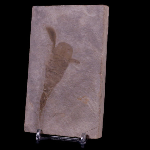 3.6" Eurypterus Sea Scorpion Fossil Upper Silurian 420 Mil Yrs Old New York Stand - Fossil Age Minerals
