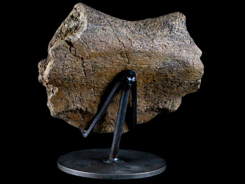 5.4" Fossil Turtle Shell Section Lance Creek FM Wyoming Cretaceous Age Metal Stand - Fossil Age Minerals