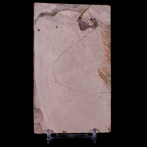 3.6" Eurypterus Sea Scorpion Fossil Upper Silurian 420 Mil Yrs Old New York Stand - Fossil Age Minerals