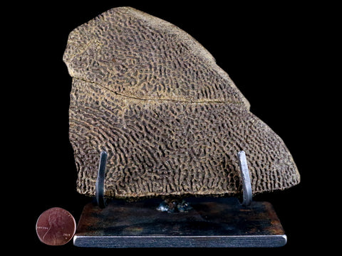 4.8" Fossil Turtle Shell Section Lance Creek FM Wyoming Cretaceous Age Metal Stand - Fossil Age Minerals