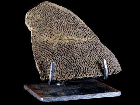 4.8" Fossil Turtle Shell Section Lance Creek FM Wyoming Cretaceous Age Metal Stand - Fossil Age Minerals