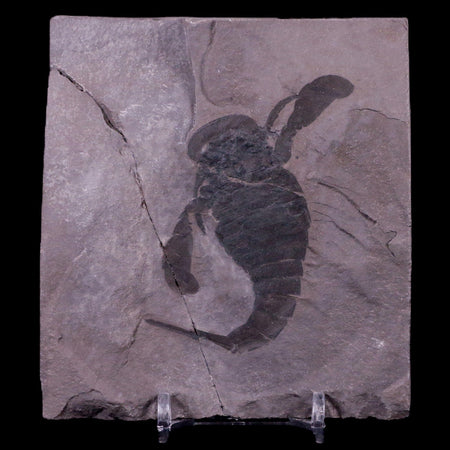 2.8" Eurypterus Sea Scorpion Fossil Upper Silurian 420 Mil Yrs Old New York Stand