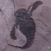 2.8" Eurypterus Sea Scorpion Fossil Upper Silurian 420 Mil Yrs Old New York Stand