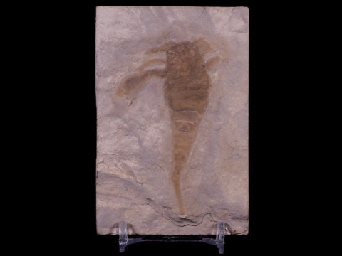 2.8" Eurypterus Sea Scorpion Fossil Upper Silurian 420 Mil Yrs Old New York Stand - Fossil Age Minerals