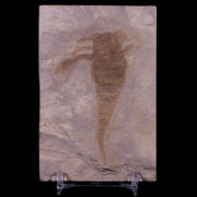 2.8" Eurypterus Sea Scorpion Fossil Upper Silurian 420 Mil Yrs Old New York Stand
