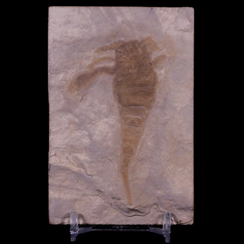 2.8" Eurypterus Sea Scorpion Fossil Upper Silurian 420 Mil Yrs Old New York Stand - Fossil Age Minerals