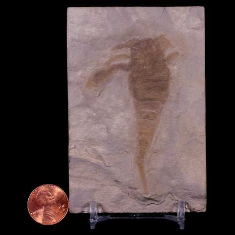 2.8" Eurypterus Sea Scorpion Fossil Upper Silurian 420 Mil Yrs Old New York Stand - Fossil Age Minerals