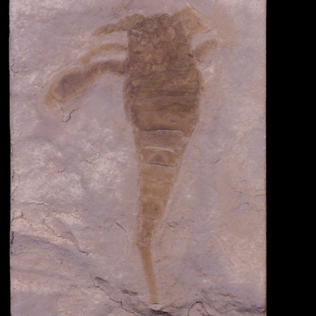 2.8" Eurypterus Sea Scorpion Fossil Upper Silurian 420 Mil Yrs Old New York Stand