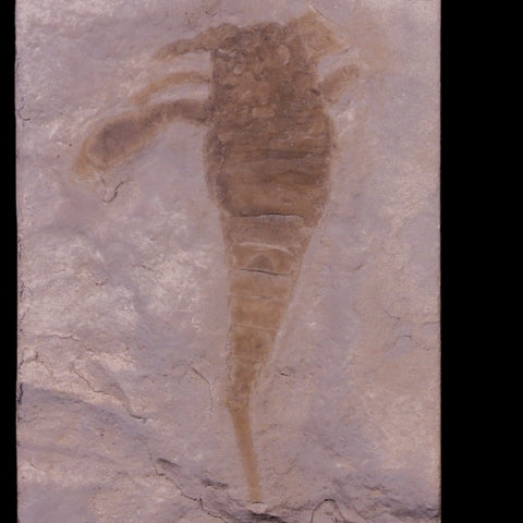 2.8" Eurypterus Sea Scorpion Fossil Upper Silurian 420 Mil Yrs Old New York Stand - Fossil Age Minerals