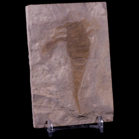 2.8" Eurypterus Sea Scorpion Fossil Upper Silurian 420 Mil Yrs Old New York Stand - Fossil Age Minerals