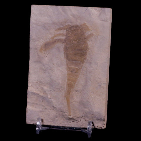 2.8" Eurypterus Sea Scorpion Fossil Upper Silurian 420 Mil Yrs Old New York Stand - Fossil Age Minerals