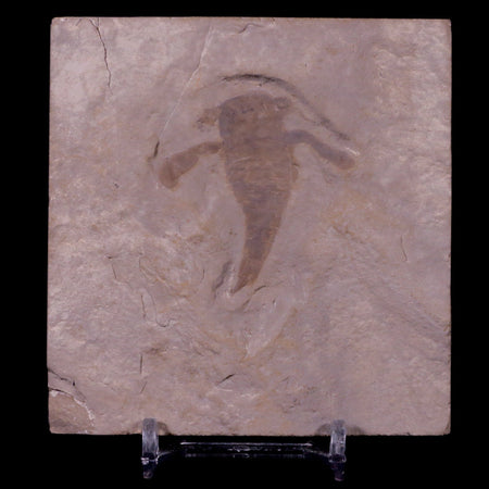 1.6" Eurypterus Sea Scorpion Fossil Upper Silurian 420 Mil Yrs Old New York Stand
