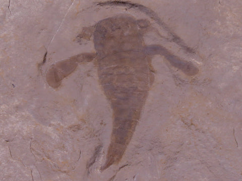 1.6" Eurypterus Sea Scorpion Fossil Upper Silurian 420 Mil Yrs Old New York Stand - Fossil Age Minerals