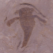 1.6" Eurypterus Sea Scorpion Fossil Upper Silurian 420 Mil Yrs Old New York Stand