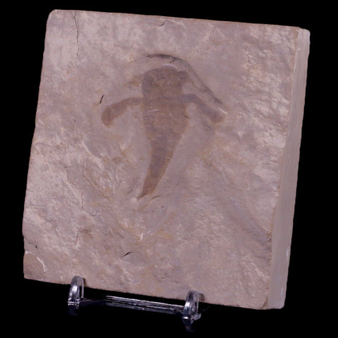 1.6" Eurypterus Sea Scorpion Fossil Upper Silurian 420 Mil Yrs Old New York Stand - Fossil Age Minerals