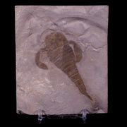 2.8" Eurypterus Sea Scorpion Fossil Upper Silurian 420 Mil Yrs Old New York Stand
