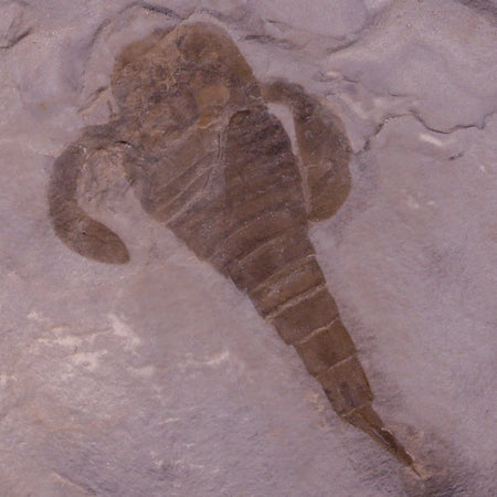 2.8" Eurypterus Sea Scorpion Fossil Upper Silurian 420 Mil Yrs Old New York Stand