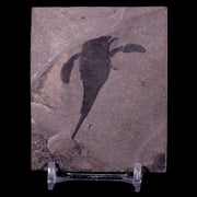 1.9" Eurypterus Sea Scorpion Fossil Upper Silurian 420 Mil Yrs Old New York Stand