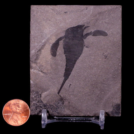 1.9" Eurypterus Sea Scorpion Fossil Upper Silurian 420 Mil Yrs Old New York Stand