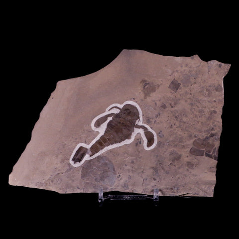 2.4" Eurypterus Sea Scorpion Fossil Upper Silurian 420 Mil Yrs Old New York Stand - Fossil Age Minerals