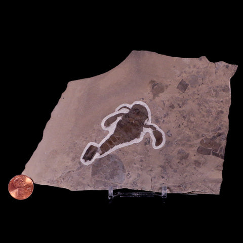 2.4" Eurypterus Sea Scorpion Fossil Upper Silurian 420 Mil Yrs Old New York Stand - Fossil Age Minerals