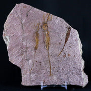 5.6" Ascocystitis Crinoid Stems Echinoderm Fossil Morality Plate Ordovician Age Stand
