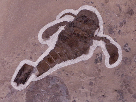 2.4" Eurypterus Sea Scorpion Fossil Upper Silurian 420 Mil Yrs Old New York Stand
