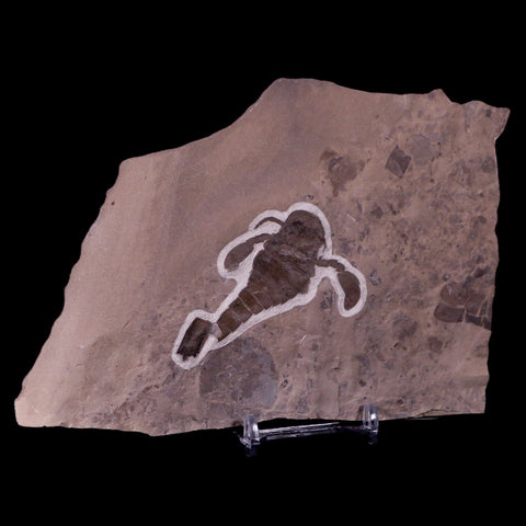 2.4" Eurypterus Sea Scorpion Fossil Upper Silurian 420 Mil Yrs Old New York Stand - Fossil Age Minerals