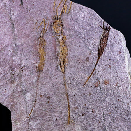 5.6" Ascocystitis Crinoid Stems Echinoderm Fossil Morality Plate Ordovician Age Stand