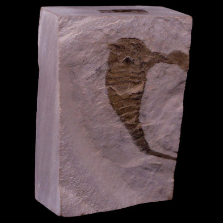 1.9" Eurypterus Sea Scorpion Fossil Upper Silurian 420 Mil Yrs Old New York Stand