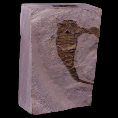 1.9" Eurypterus Sea Scorpion Fossil Upper Silurian 420 Mil Yrs Old New York Stand - Fossil Age Minerals