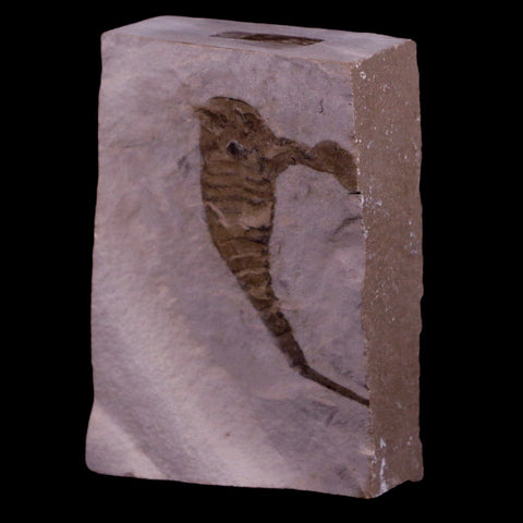 1.9" Eurypterus Sea Scorpion Fossil Upper Silurian 420 Mil Yrs Old New York Stand - Fossil Age Minerals