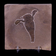 2.5" Eurypterus Sea Scorpion Fossil Upper Silurian 420 Mil Yrs Old New York Stand