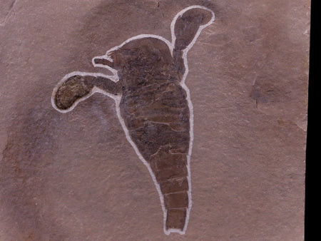 2.5" Eurypterus Sea Scorpion Fossil Upper Silurian 420 Mil Yrs Old New York Stand