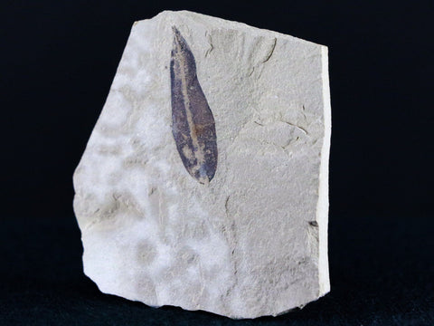 1.2" Detailed Mimosite Coloradensis Fossil Plant Leaf Eocene Age Green River UT - Fossil Age Minerals