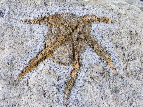 47MM Brittlestar Ophiura Sp Starfish Fossil Ordovician Morocco 450 Million Yrs Old COA, Stand - Fossil Age Minerals
