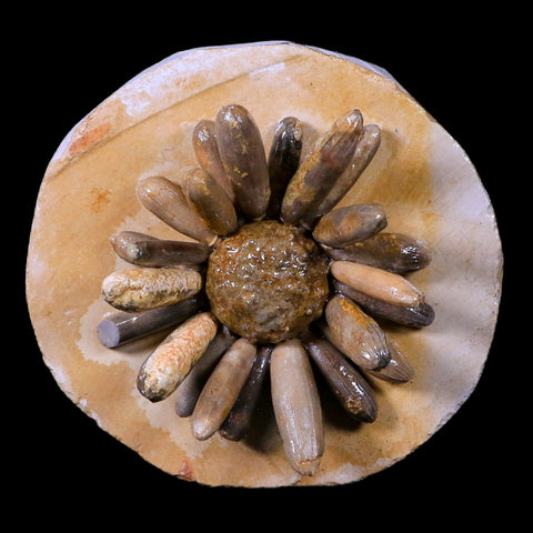 2.6" Highly Detailed Asterocidaris Sea Urchin Fossil Echinoid Boulmane Morocco - Fossil Age Minerals