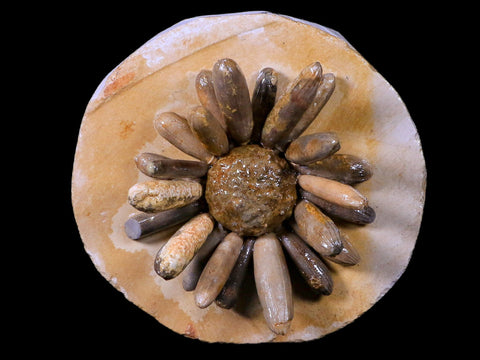 2.6" Highly Detailed Asterocidaris Sea Urchin Fossil Echinoid Boulmane Morocco - Fossil Age Minerals