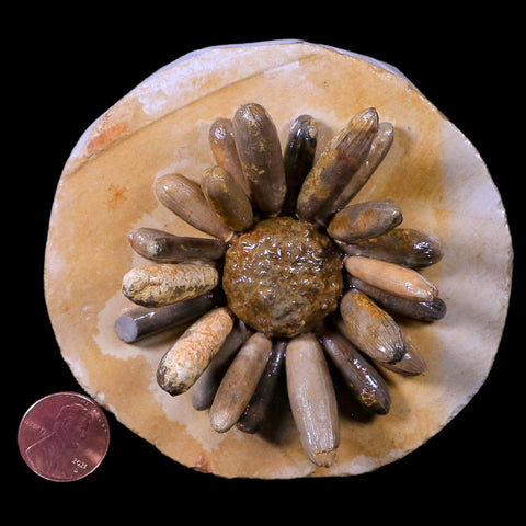 2.6" Highly Detailed Asterocidaris Sea Urchin Fossil Echinoid Boulmane Morocco - Fossil Age Minerals