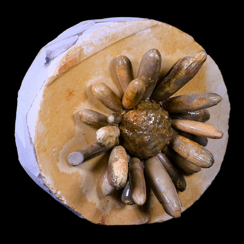 2.6" Highly Detailed Asterocidaris Sea Urchin Fossil Echinoid Boulmane Morocco - Fossil Age Minerals