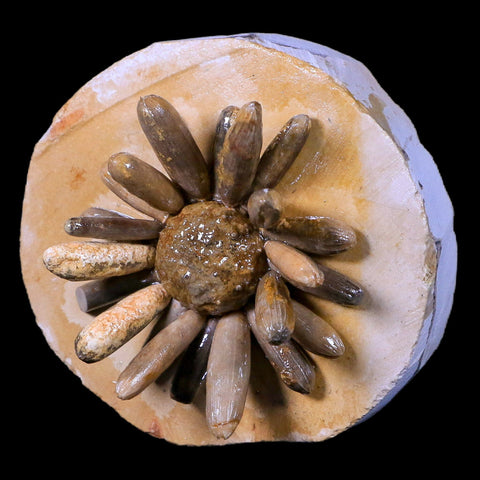 2.6" Highly Detailed Asterocidaris Sea Urchin Fossil Echinoid Boulmane Morocco - Fossil Age Minerals