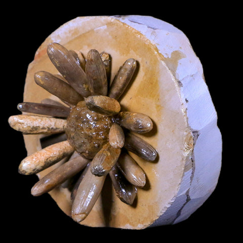 2.6" Highly Detailed Asterocidaris Sea Urchin Fossil Echinoid Boulmane Morocco - Fossil Age Minerals