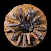 3.9" Highly Detailed Asterocidaris Sea Urchin Fossil Echinoid Boulmane Morocco