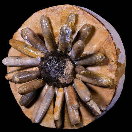 3.9" Highly Detailed Asterocidaris Sea Urchin Fossil Echinoid Boulmane Morocco