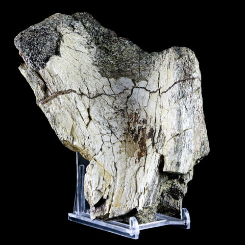 XL 6.5" Edmontosaurus Fossil Pelvis Bone Lance Creek Cretaceous Dinosaur WY COA - Fossil Age Minerals