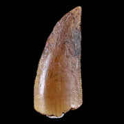 0.7" Abelisaur Serrated Tooth Fossil Cretaceous Age Dinosaur Morocco COA, Display