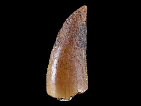 0.7" Abelisaur Serrated Tooth Fossil Cretaceous Age Dinosaur Morocco COA, Display - Fossil Age Minerals